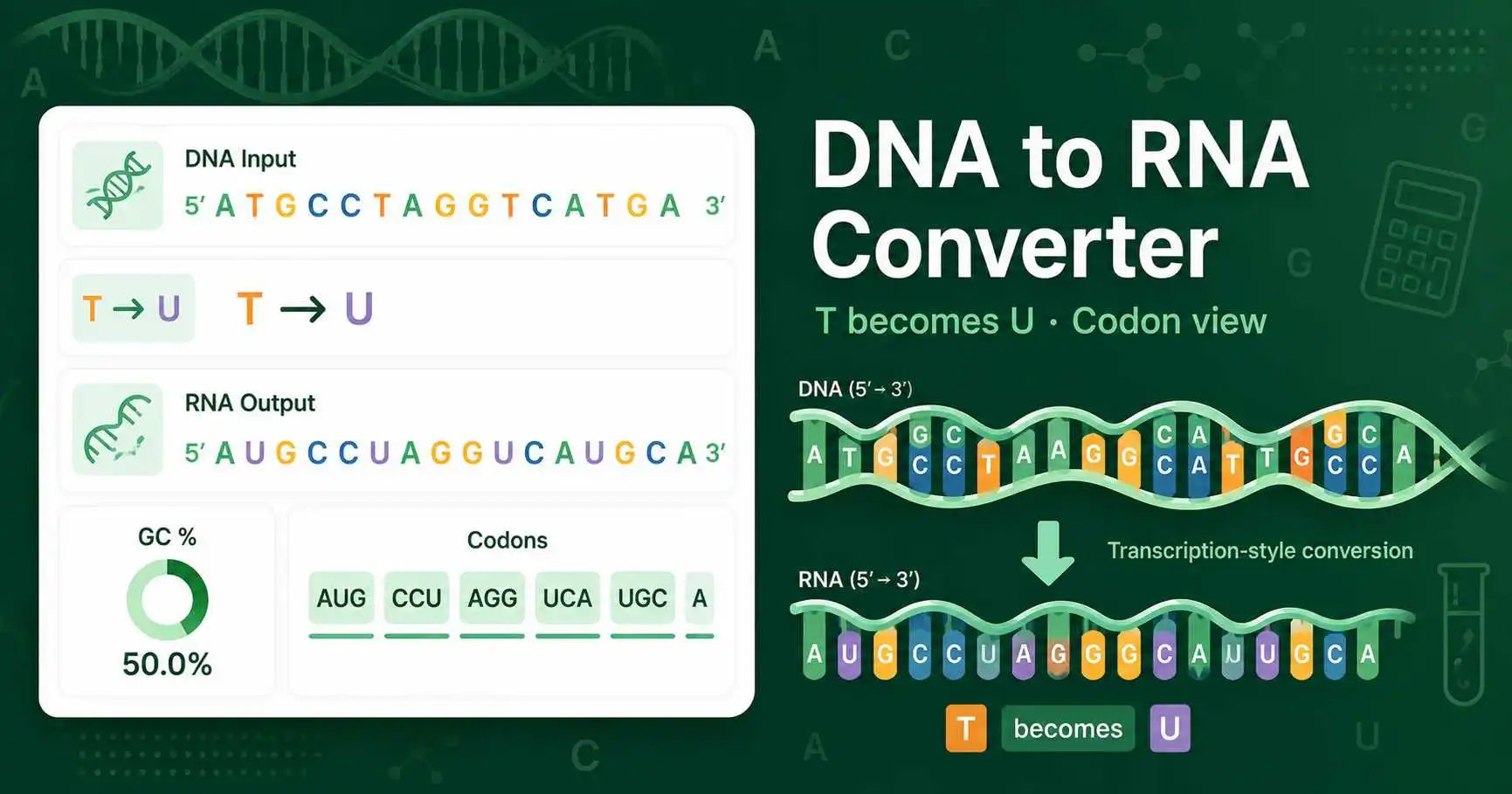 DNA to RNA Converter dashboard showing thymine to uracil conversion, RNA sequence output, GC content, and codon grouping