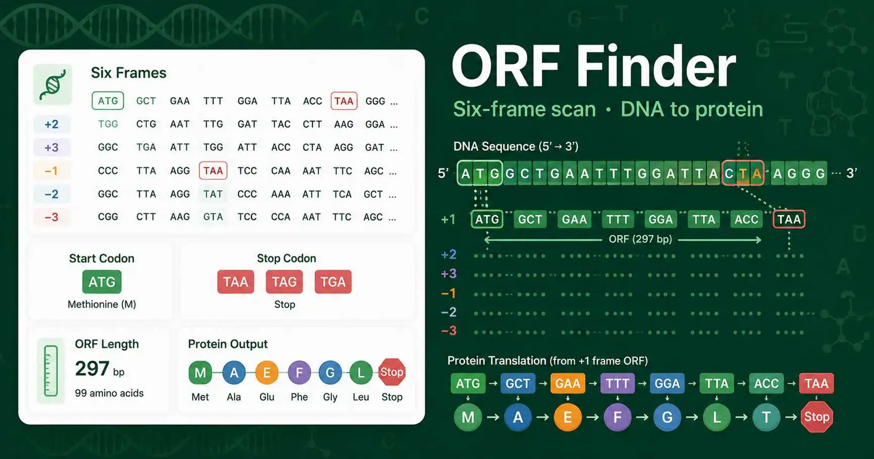 ORF Finder dashboard showing six reading frames, start codons, stop codons, and translated protein output