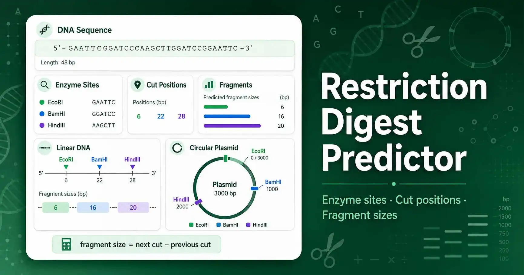 Restriction Digest Predictor dashboard showing enzyme sites, DNA cut positions, and predicted fragment sizes