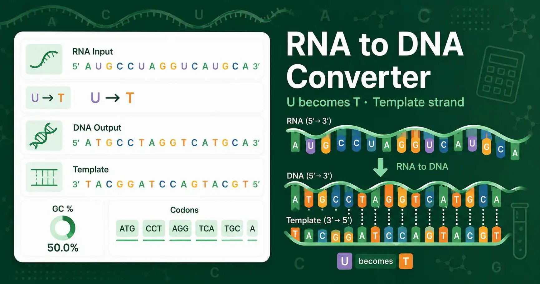 RNA to DNA Converter dashboard showing uracil to thymine conversion, DNA complement, GC content, and codon count