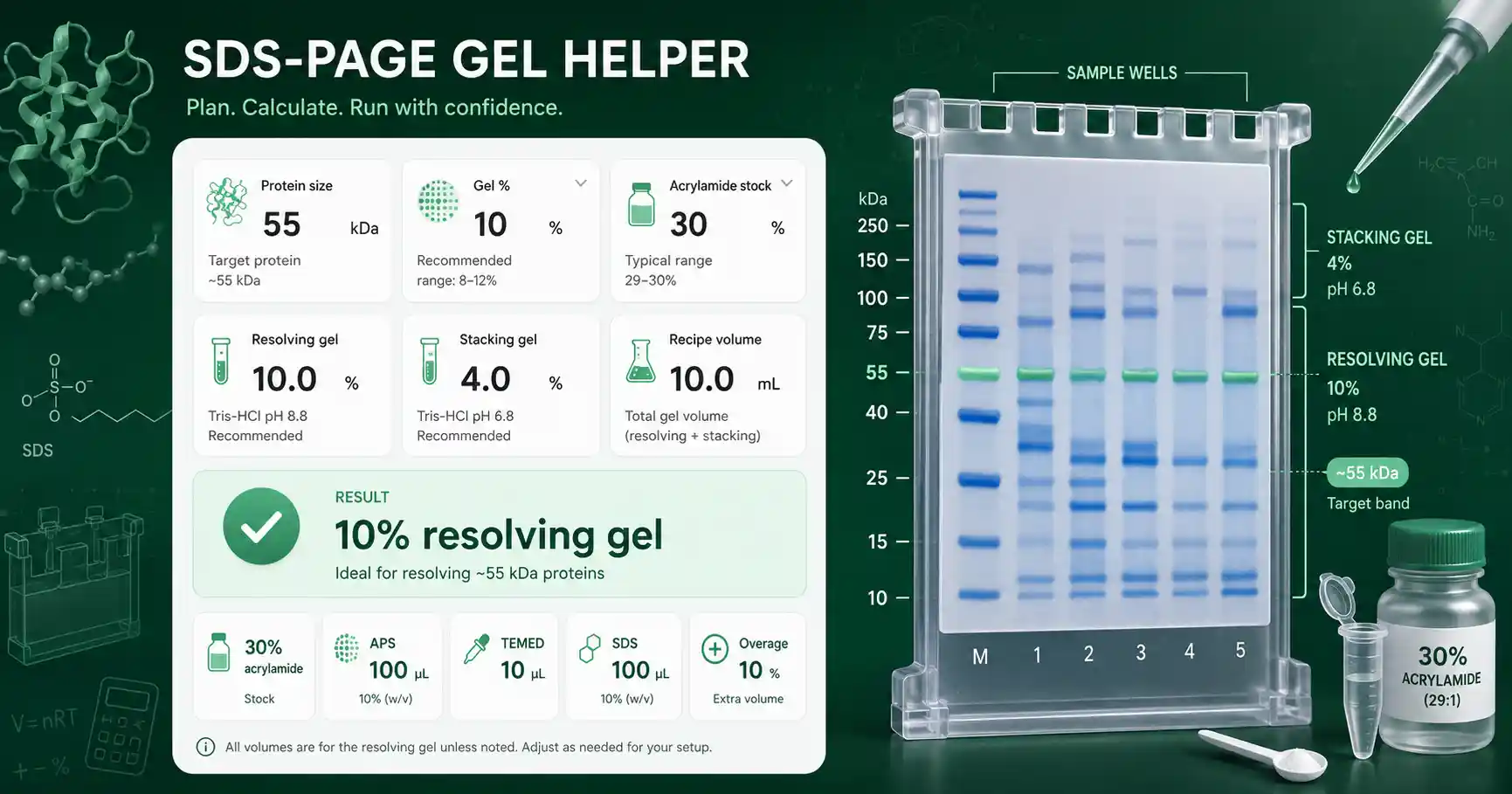 SDS-PAGE Gel Helper interface showing inputs, calculated results, and molecular lab workflow cards